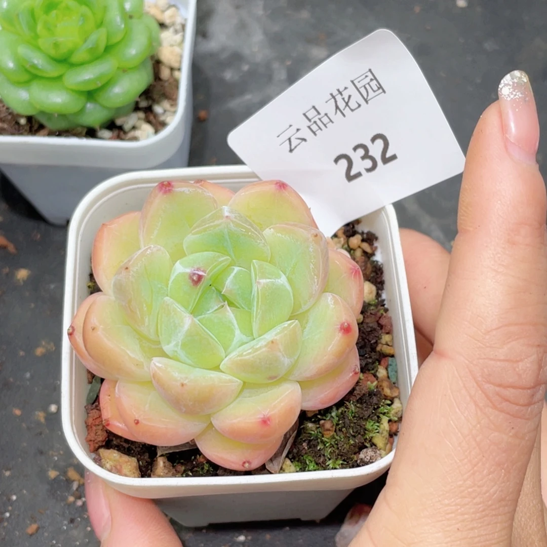 232号糖心冰心珍妮 天使珍妮
