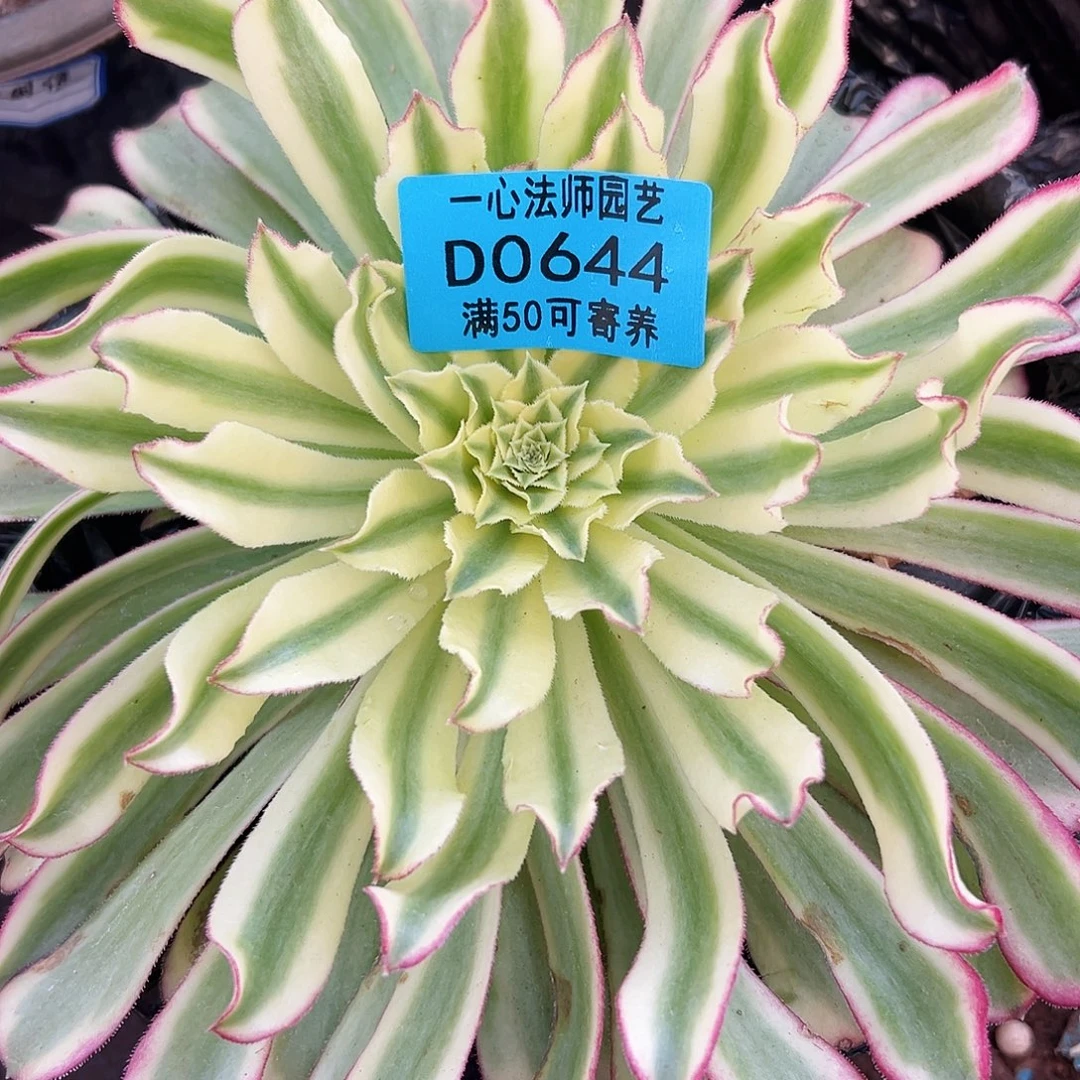 绿仙墨0644多肉植物