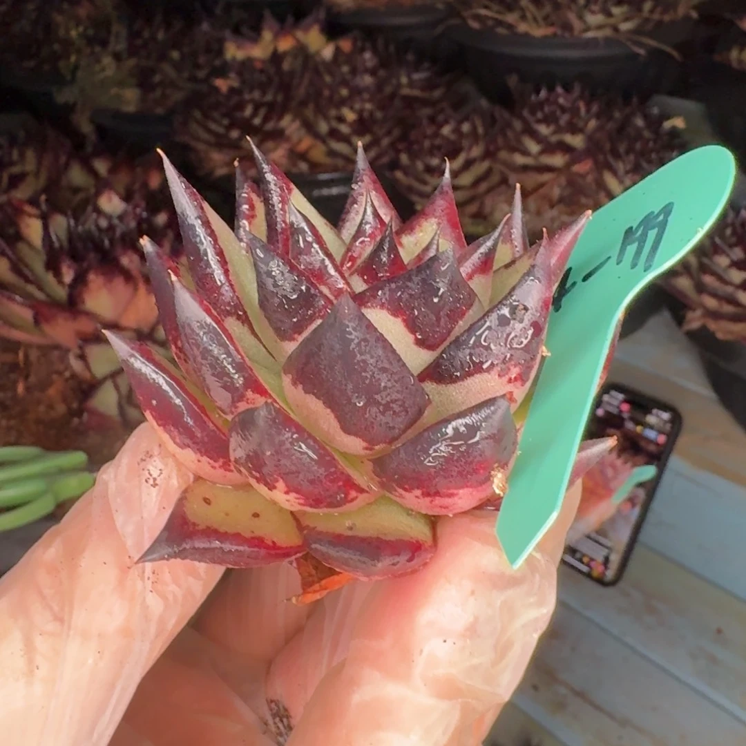 从前慢多肉精选编号0104.199