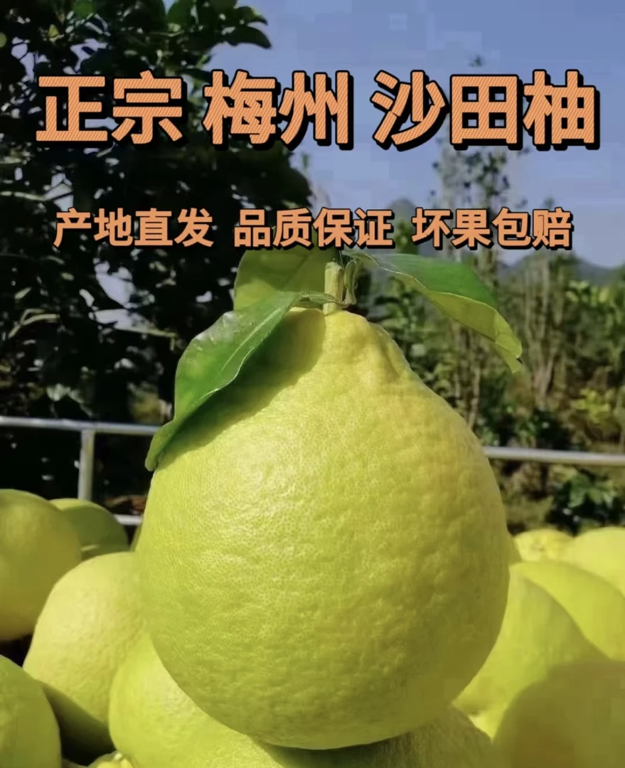 广东梅州正宗沙田柚纯甜无酸越放越好吃