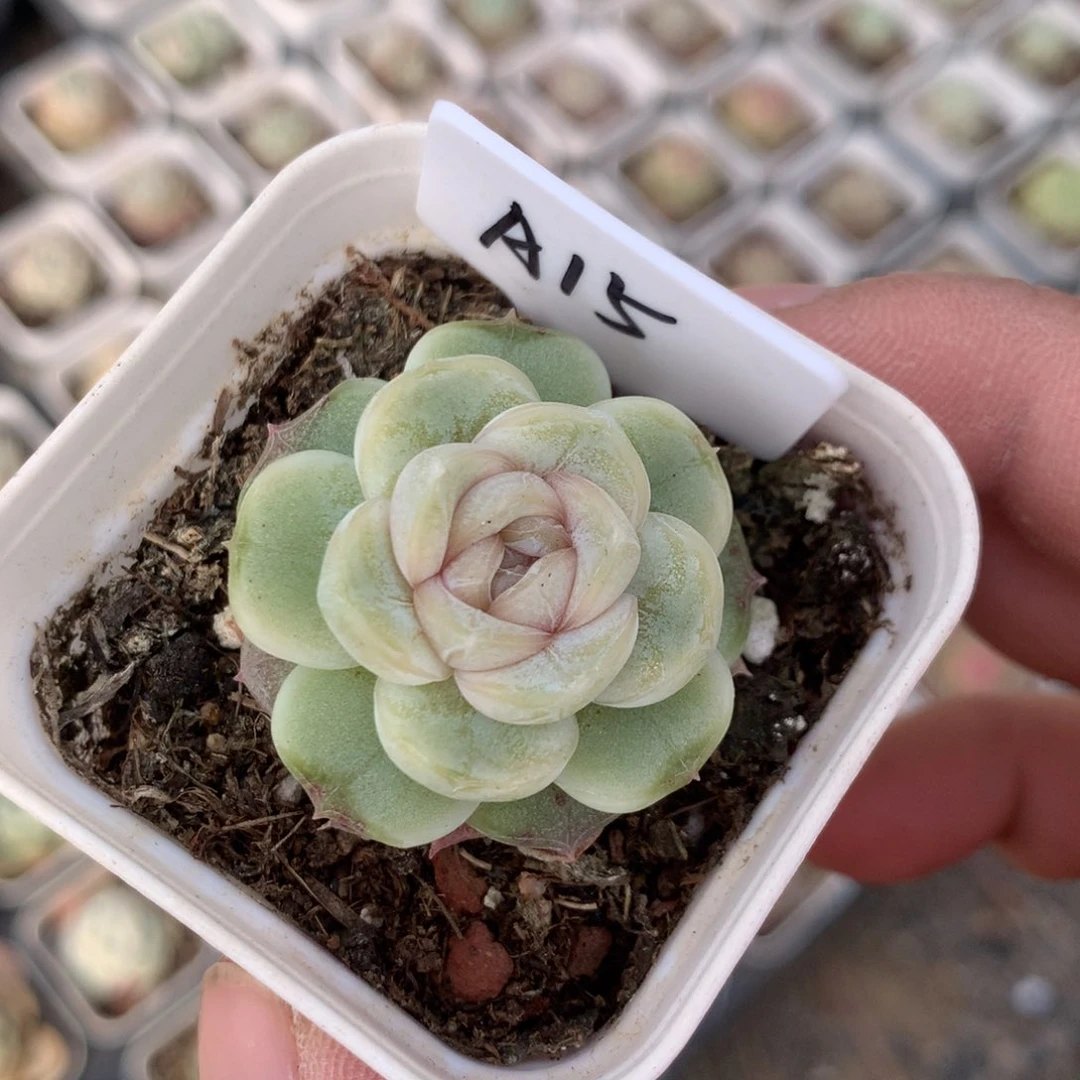 a15号汤圆多肉植物一颗