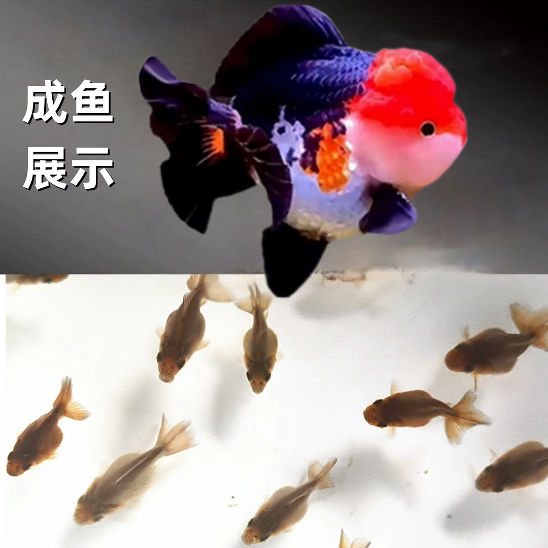 精品2-3cm玛丽泰狮鱼苗金鱼冷水鱼可喂丰年虾卵水蚤淡水鱼