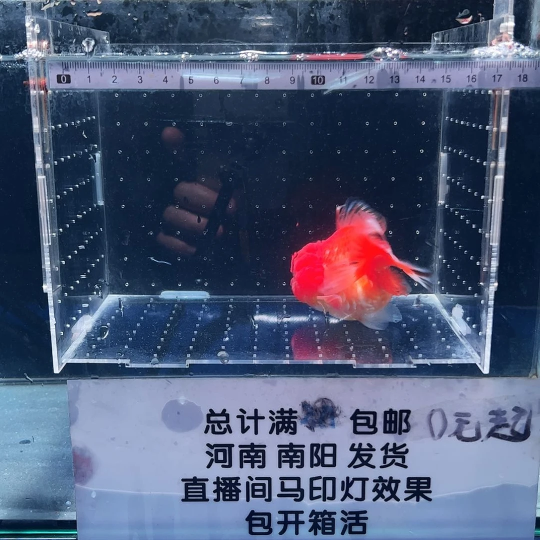 海水鱼1111111111