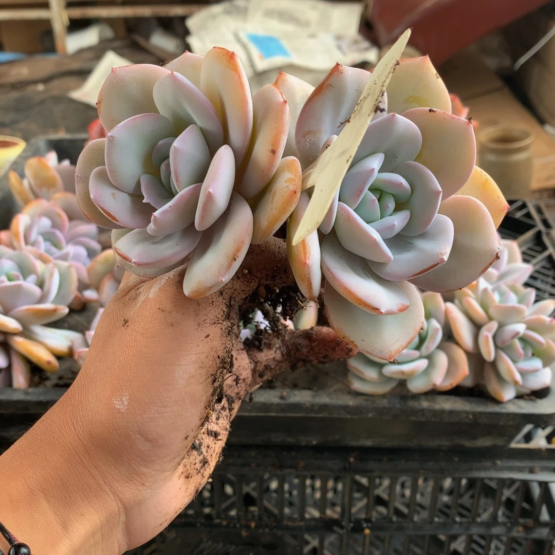 仝***仝多肉植物344455645677