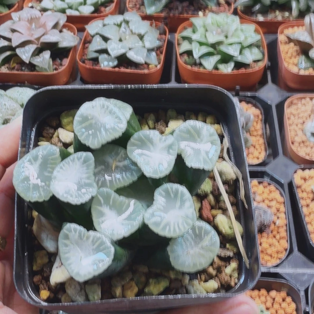 无花朵十二卷 瑞云开播福利