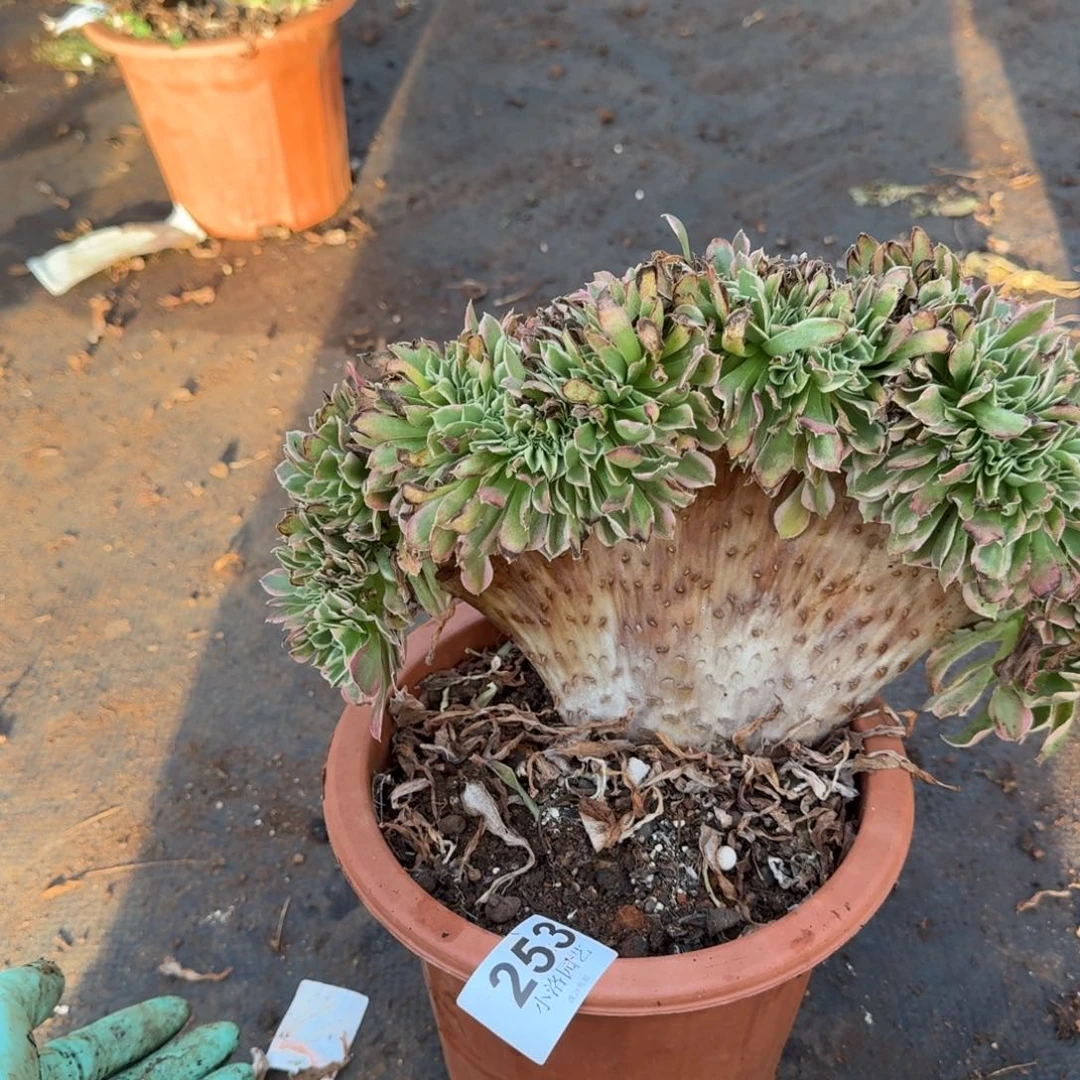 253白凤缀化多肉植物满28包邮