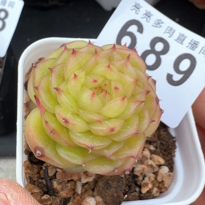玉玲珑            多肉植物