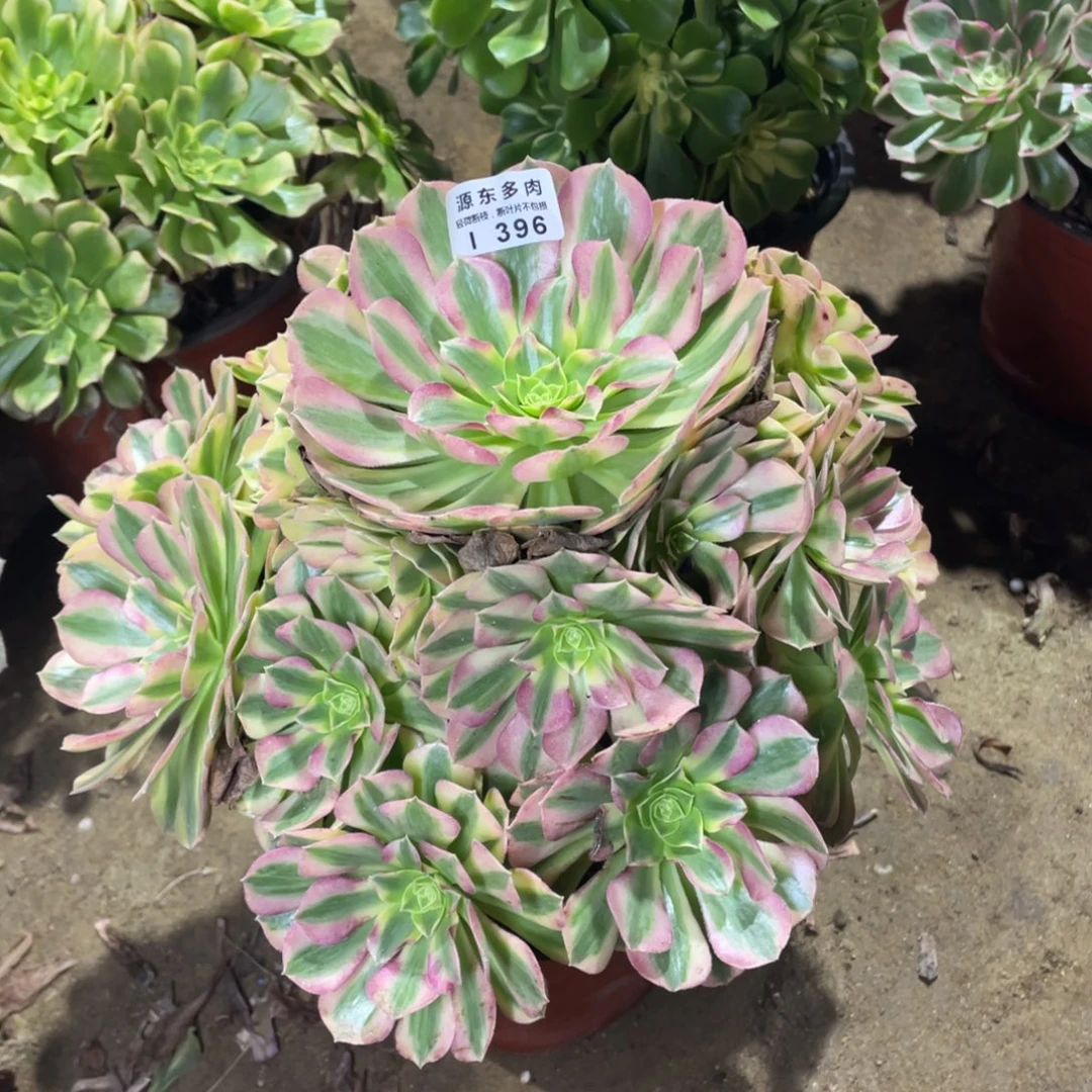 396雨荷多肉法师断枝不包