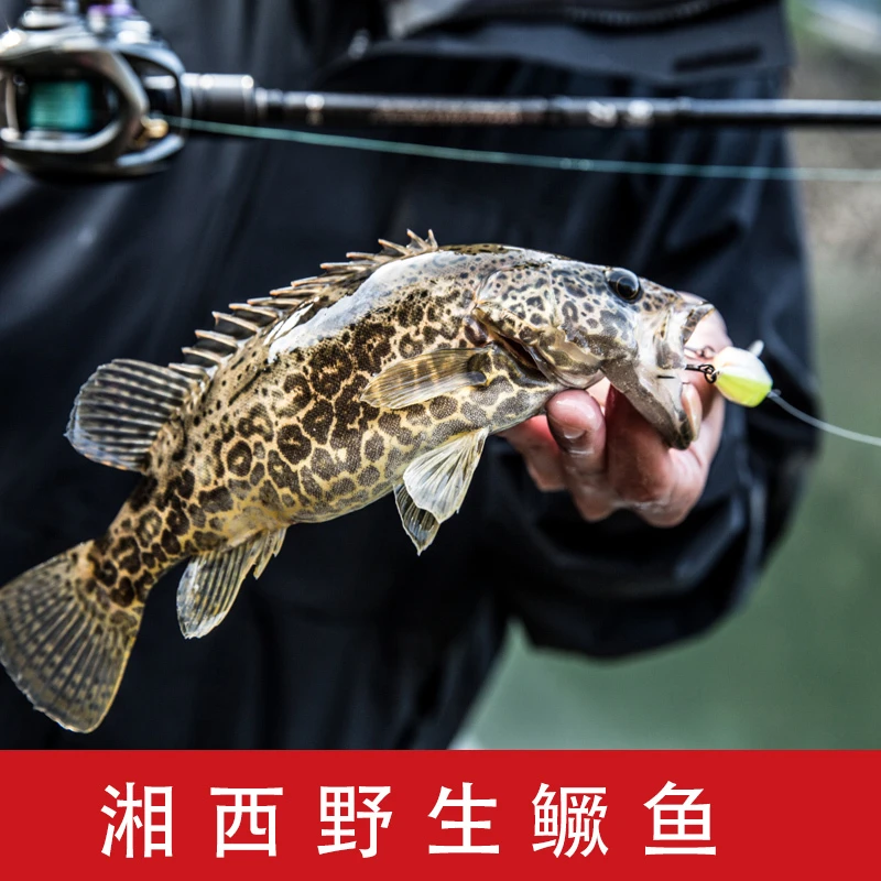 湘西野生鳜鱼桂花鱼鳜鱼鳌花鱼淡水鱼季花鱼桂花鱼新鲜水产