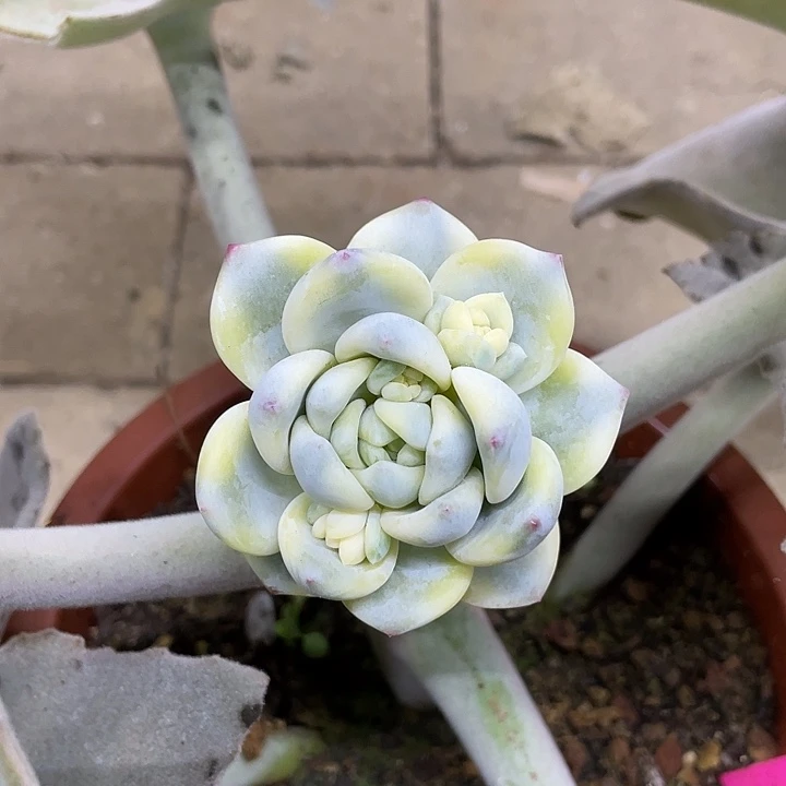 望舒锦一物一拍锦龙