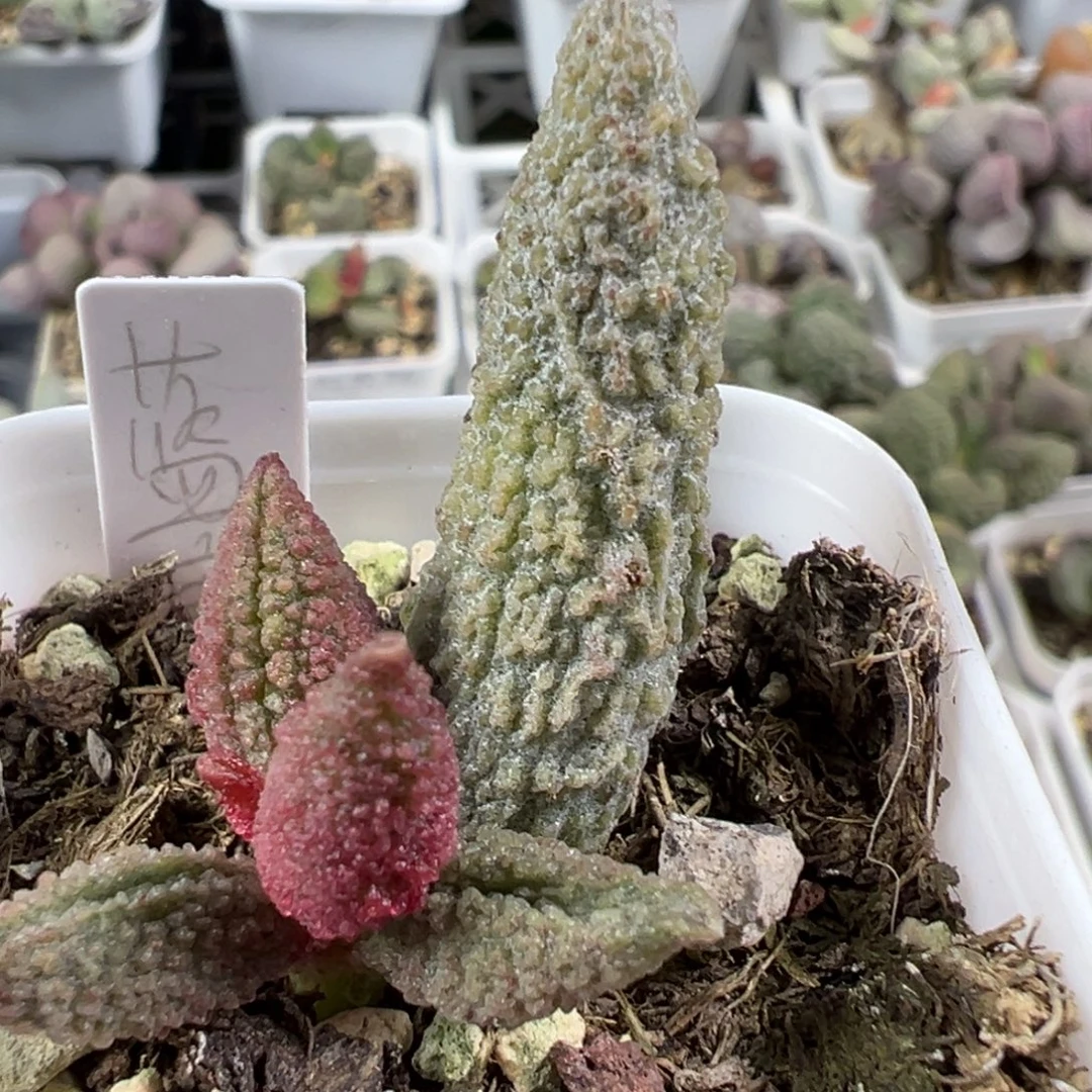 蓝魔大苗多肉植物