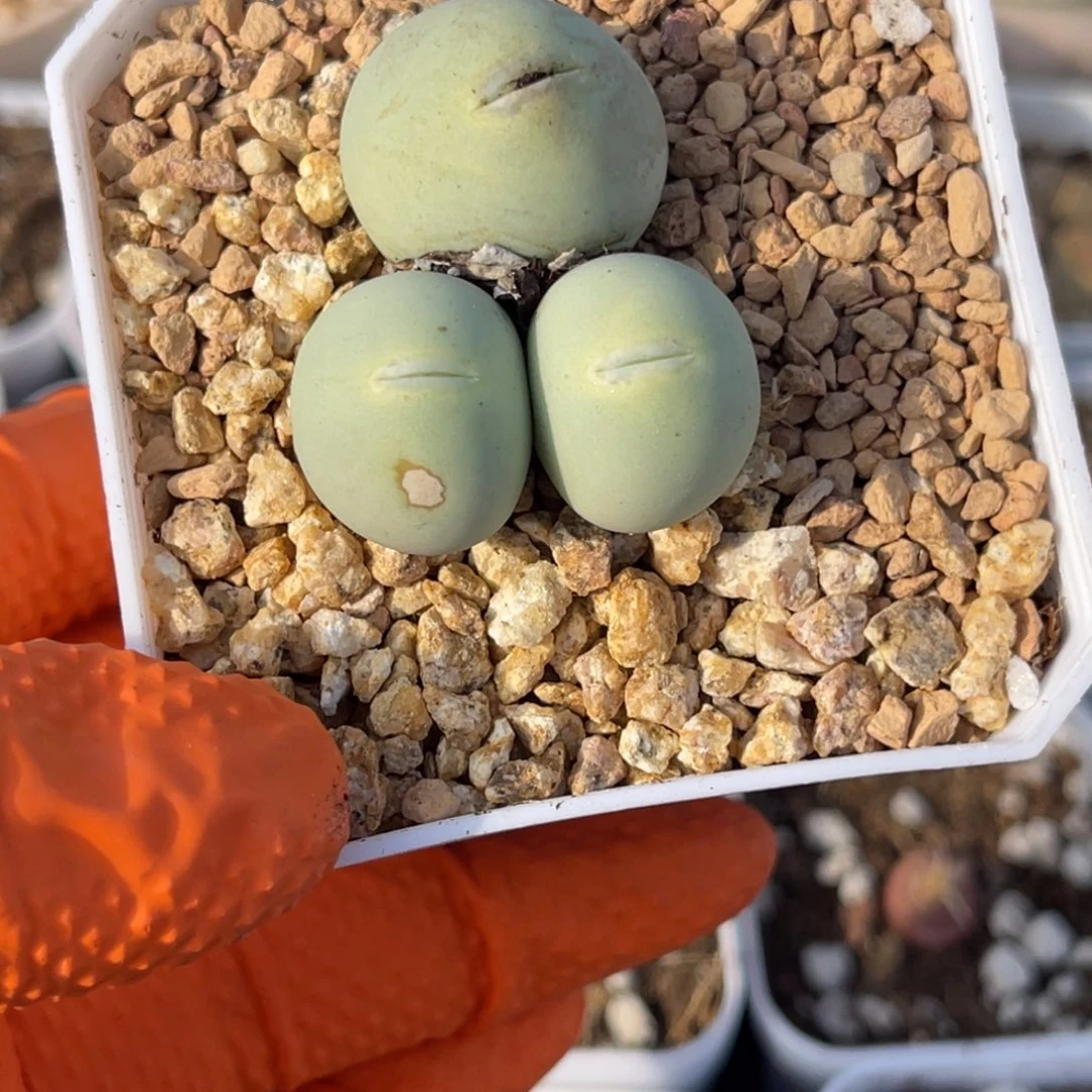 多肉植物一物一拍8