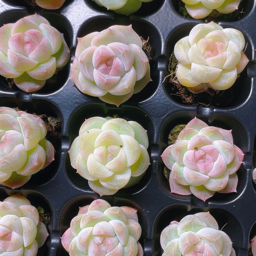 好白桃汽水穴一个满25包邮