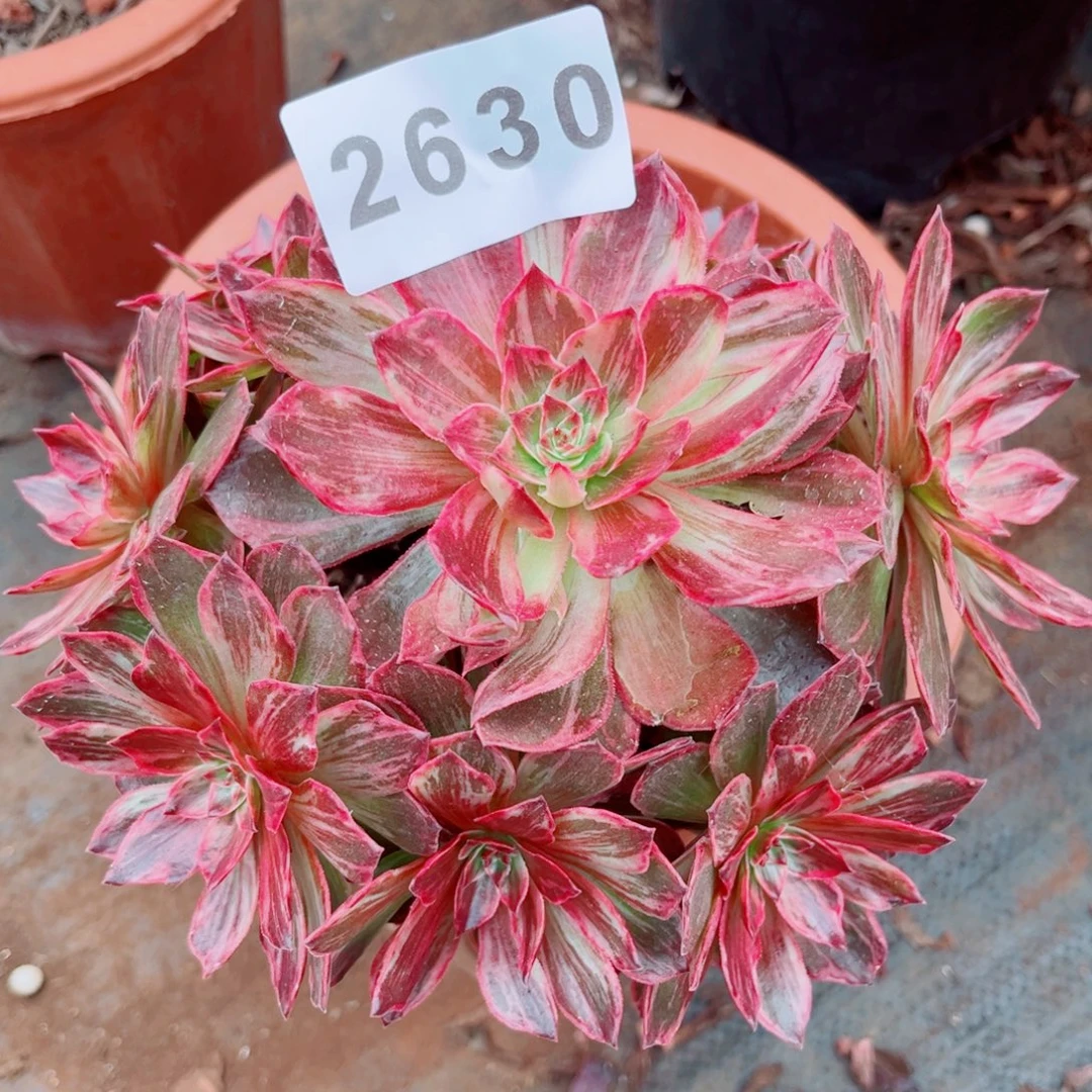 新品半夏多肉发货发货