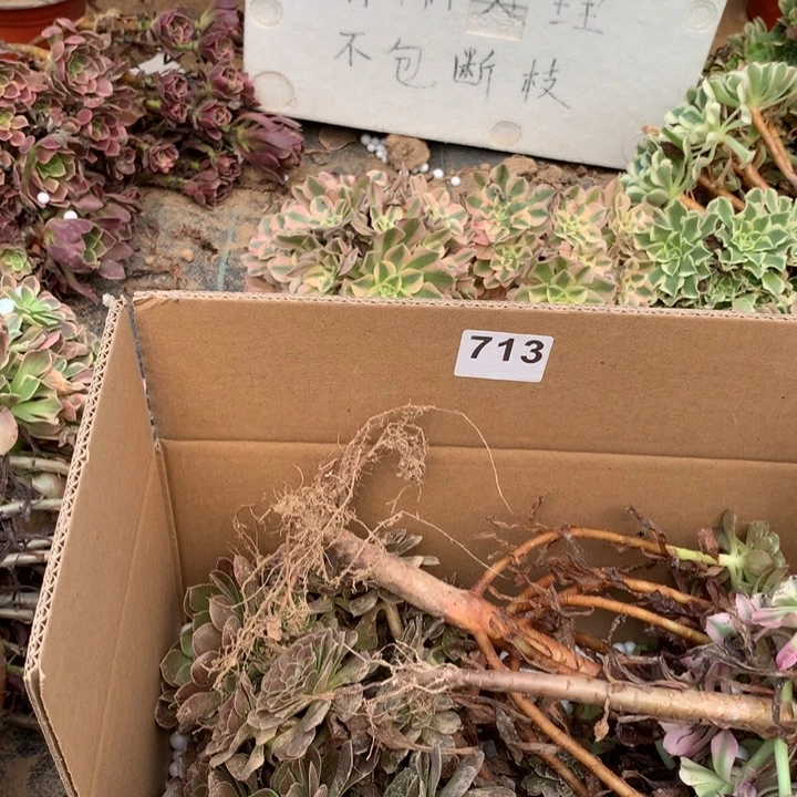 713三颗法师多肉