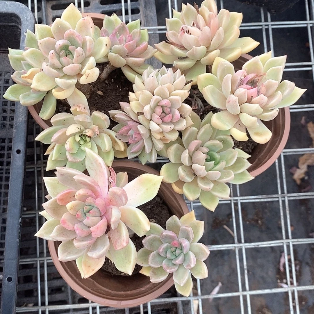 简***63盆璀璨定向的多肉植物