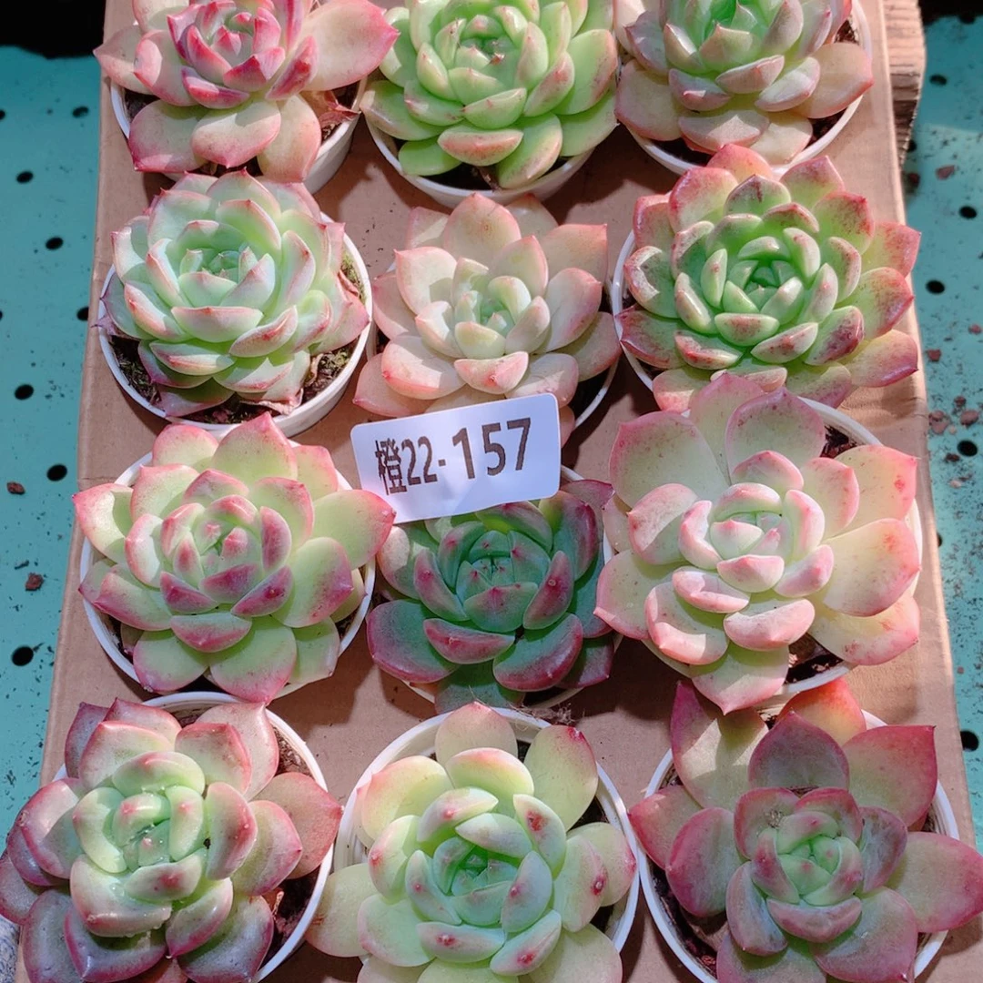 22-157一物一拍多肉带盆18颗