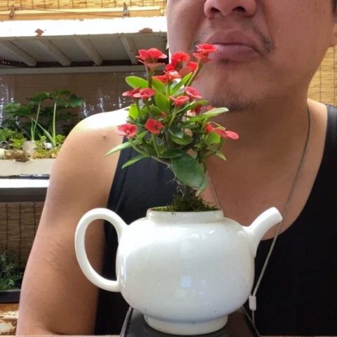 红陶大***啡一物一拍所见即所得124