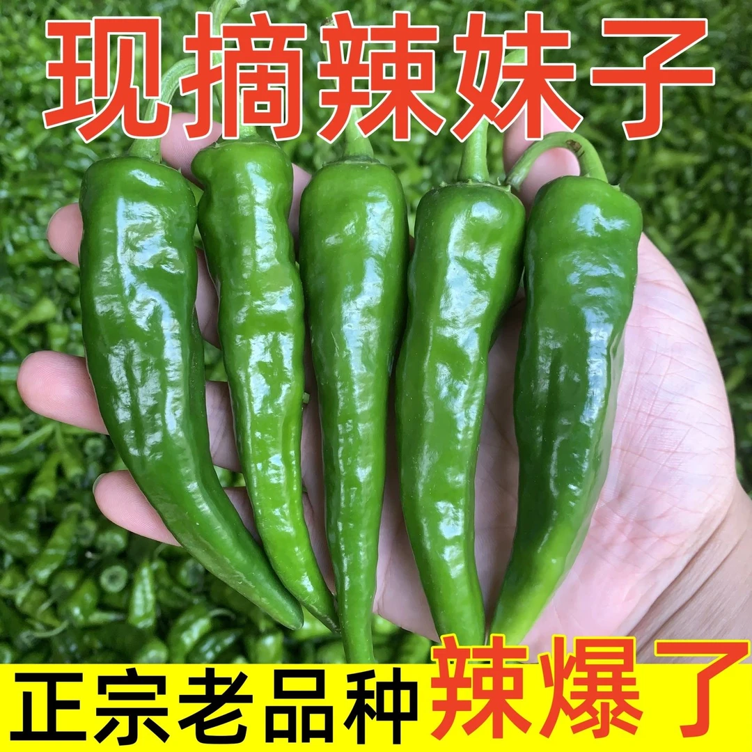 （泡沫箱现发）辣椒长寿之乡辣椒青椒红椒农户露天自种樟树港土辣椒