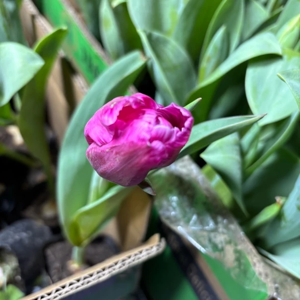 郁金香成品苗带花苞发货