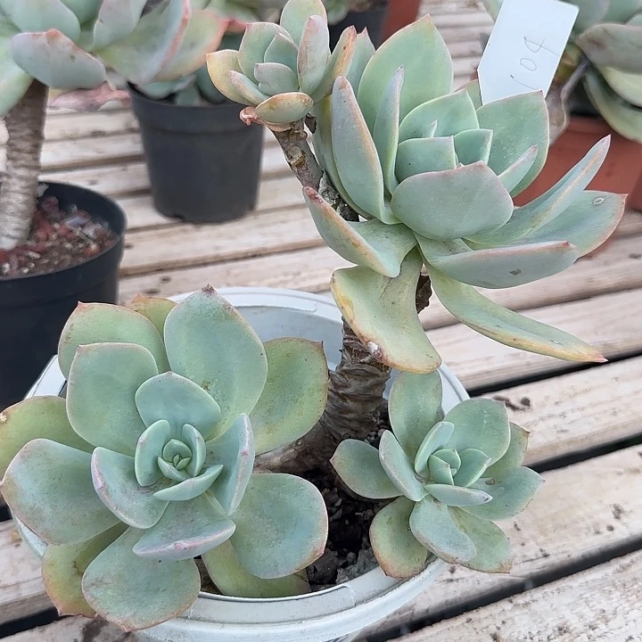 用****1104不售后白凤脱土发货不退不换