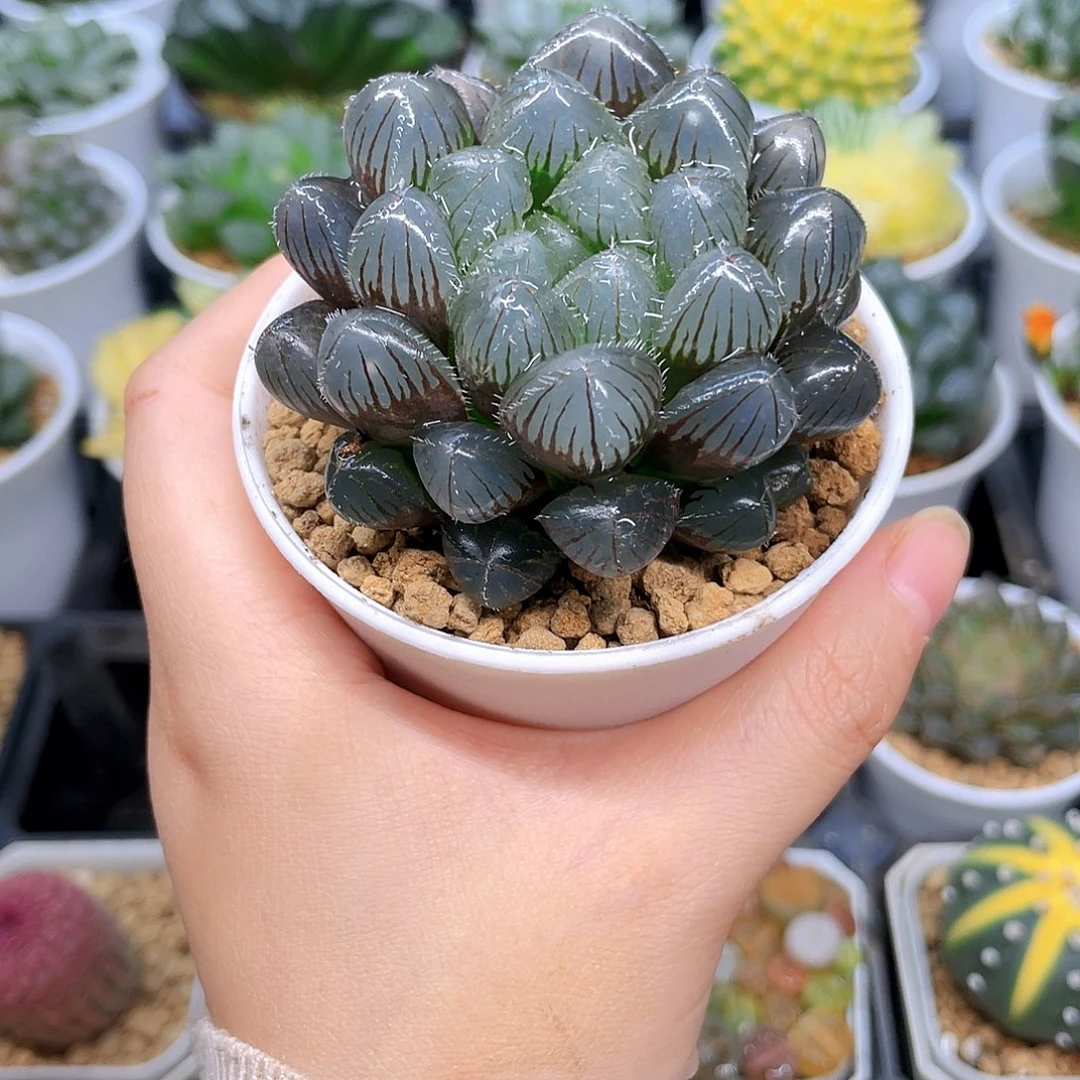 紫镜玉露多肉，原盆