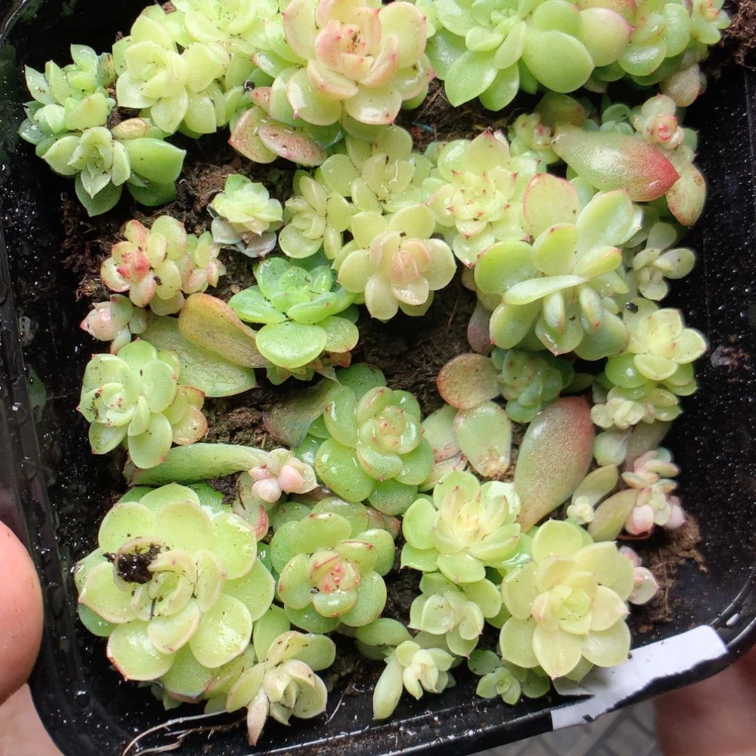 无花朵W23yyyytttttt