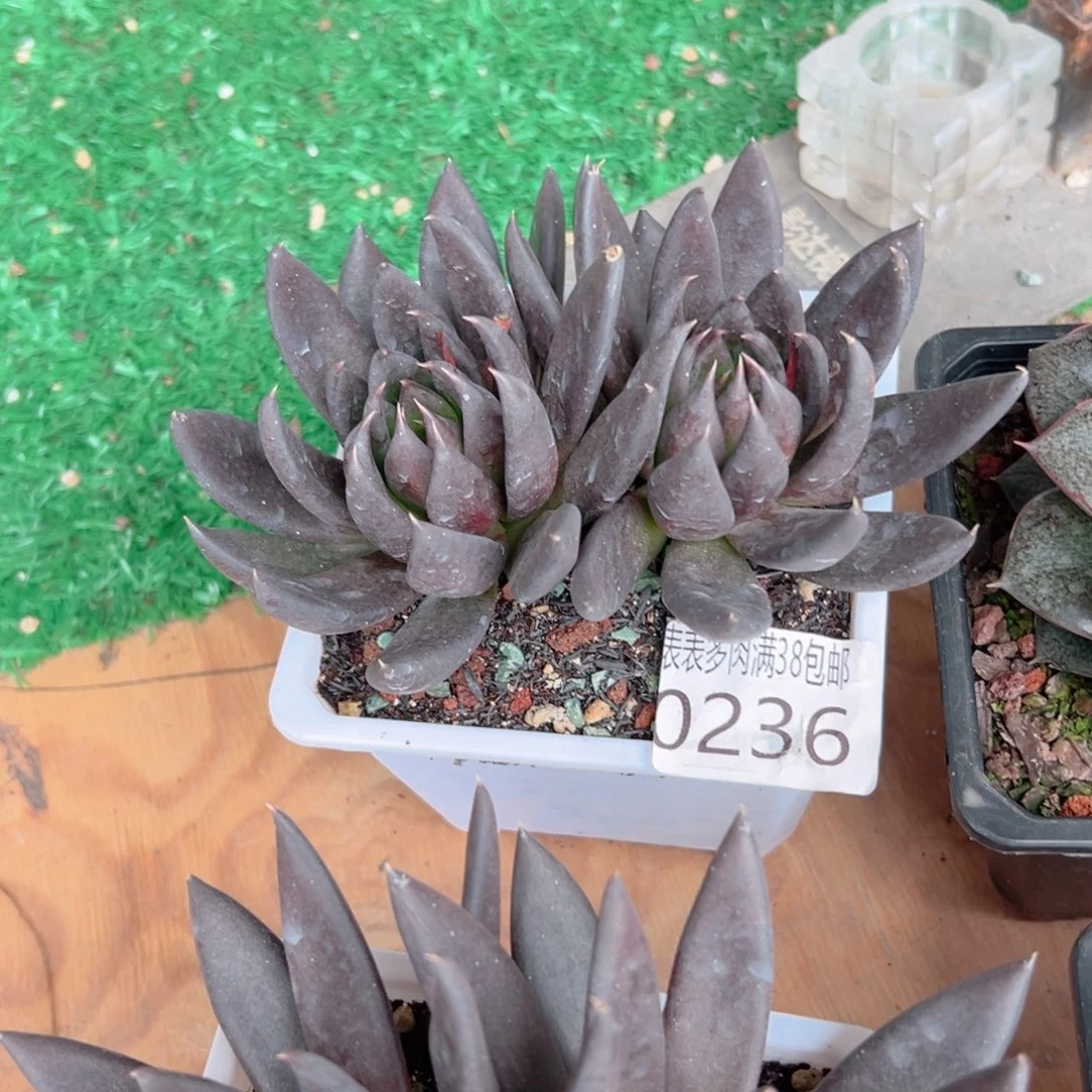 ****猫无花朵多肉一物一拍植物0236