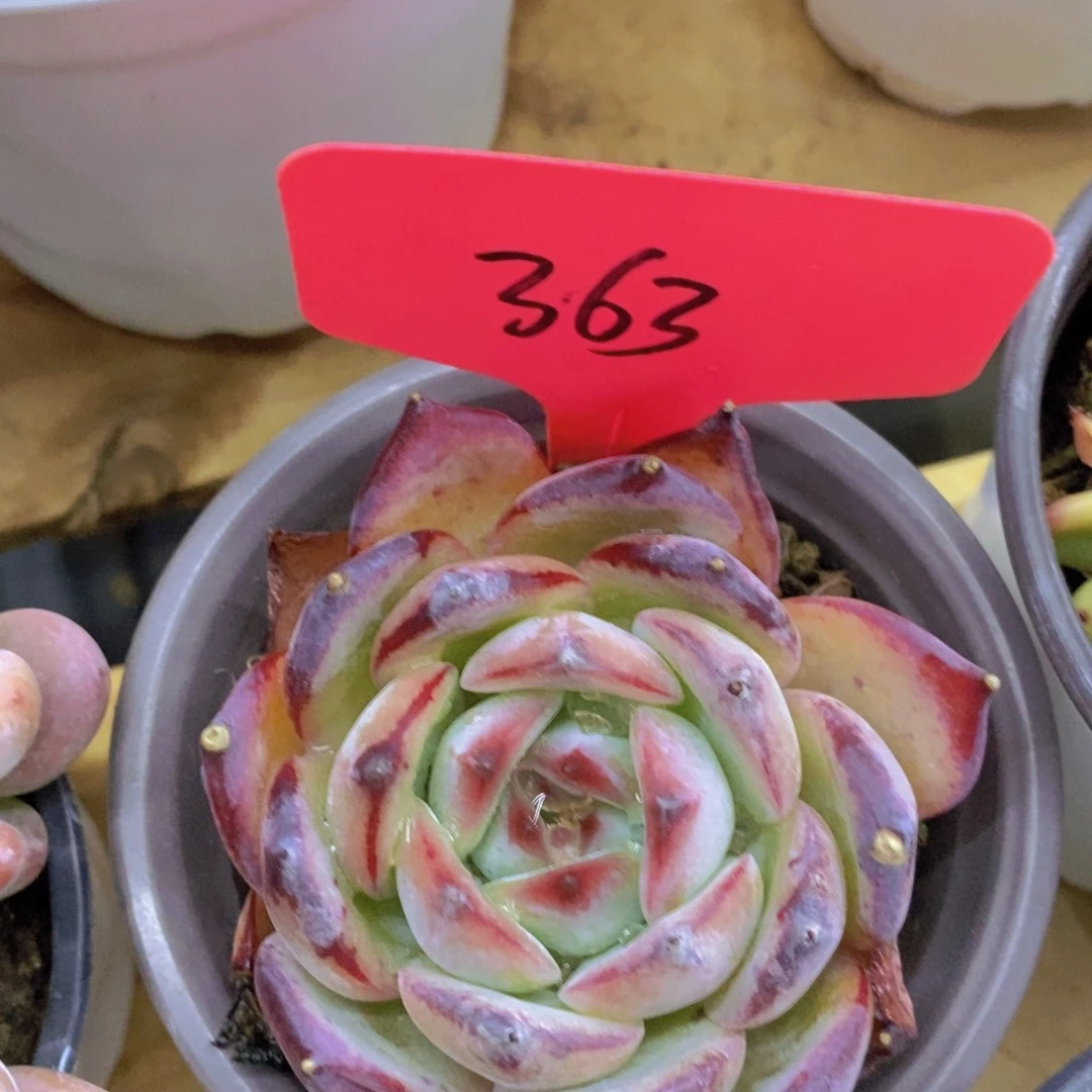 多肉植物，一物一拍，2单包邮