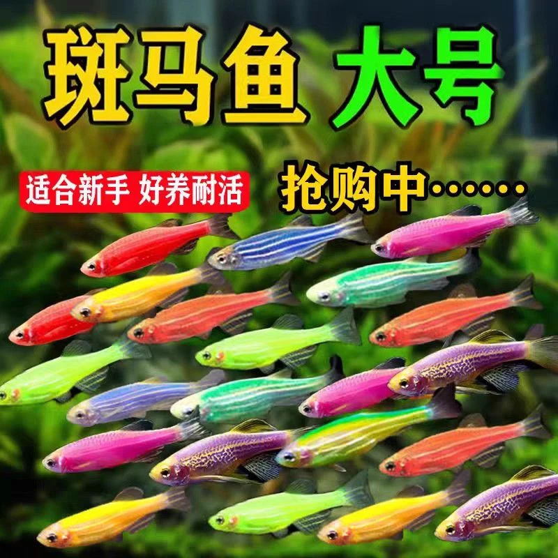 七彩斑马鱼热带淡水观赏鱼观赏小鱼好养灯科鱼孔雀鱼群游糖果色