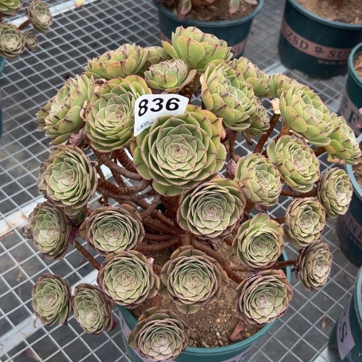 836万拉丝朵朵32厘米左右