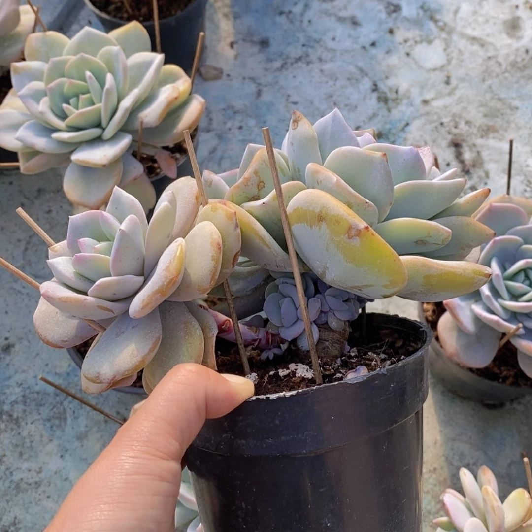 颂*多肉植物1111111111