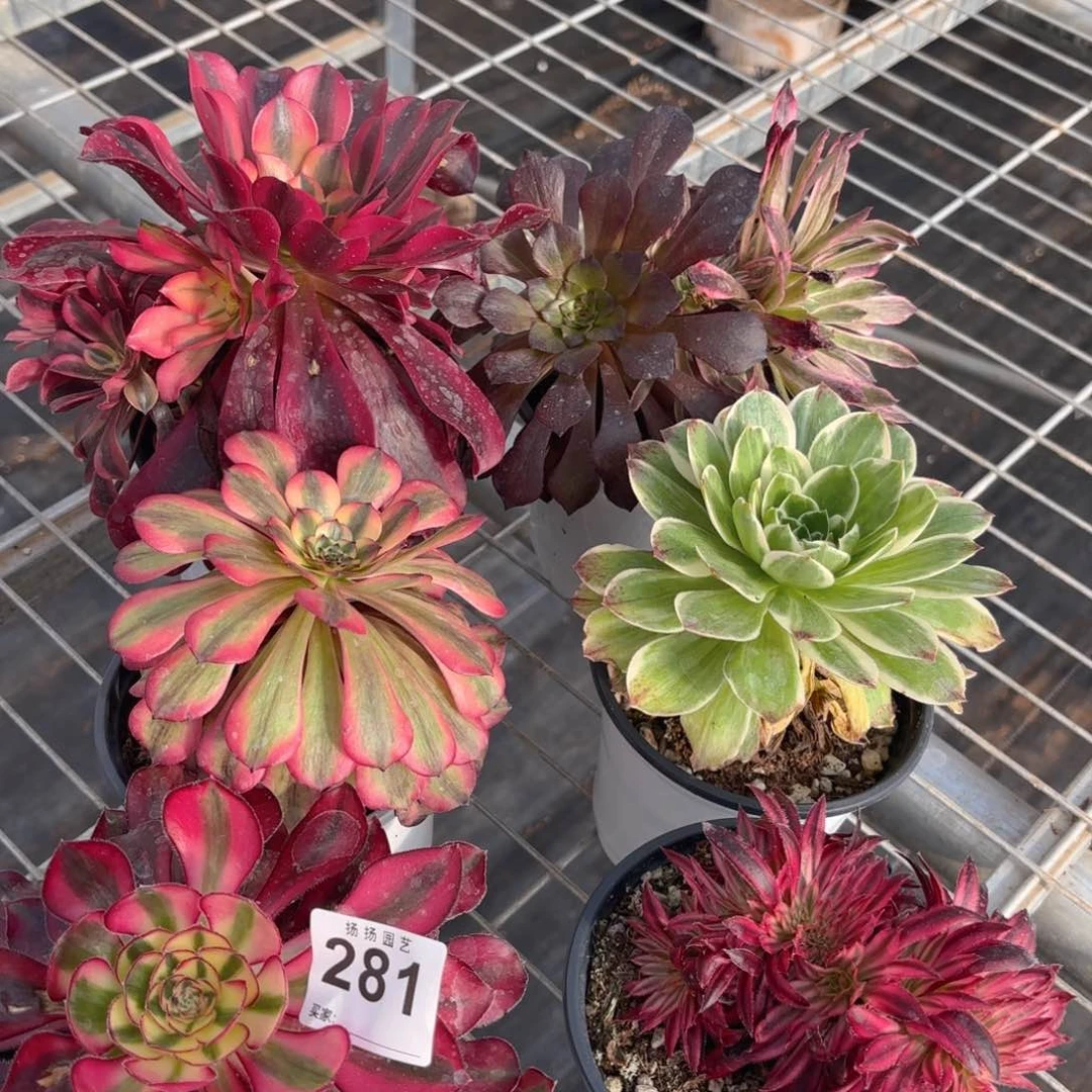 12345  281多肉法师