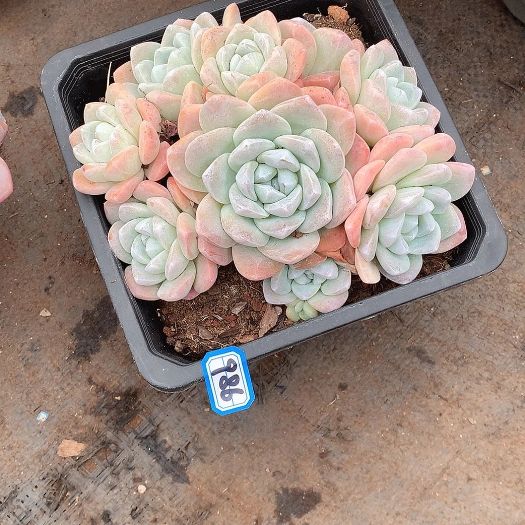 986冰玉 一物一拍多肉