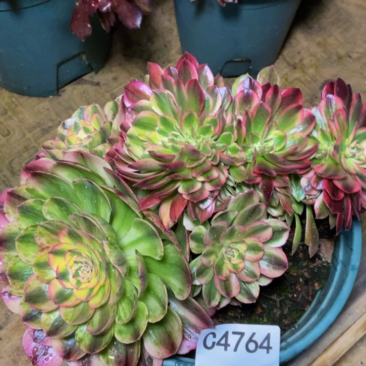 【闪购商品】4764万白多肉