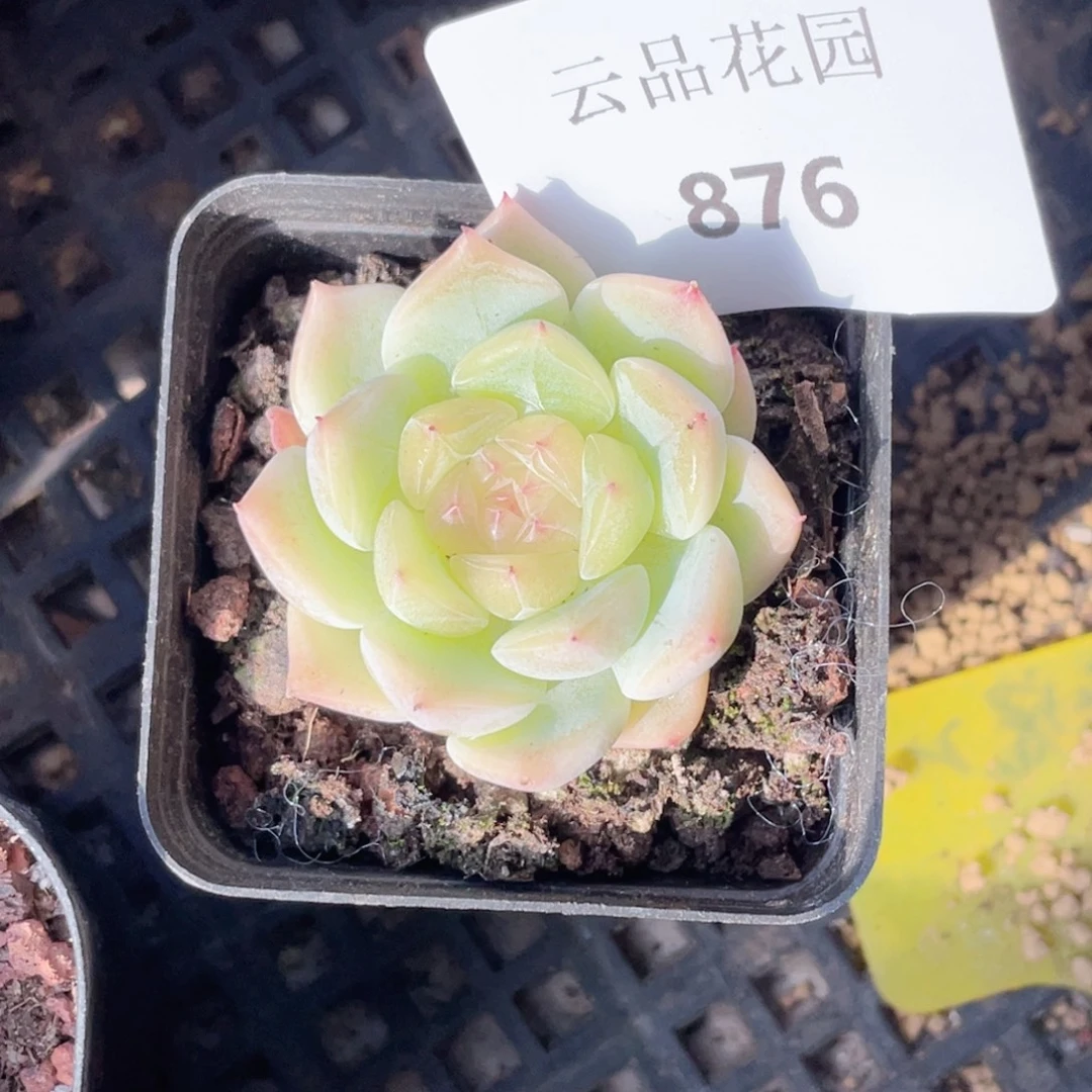 876号糖心冰心珍妮 877甜