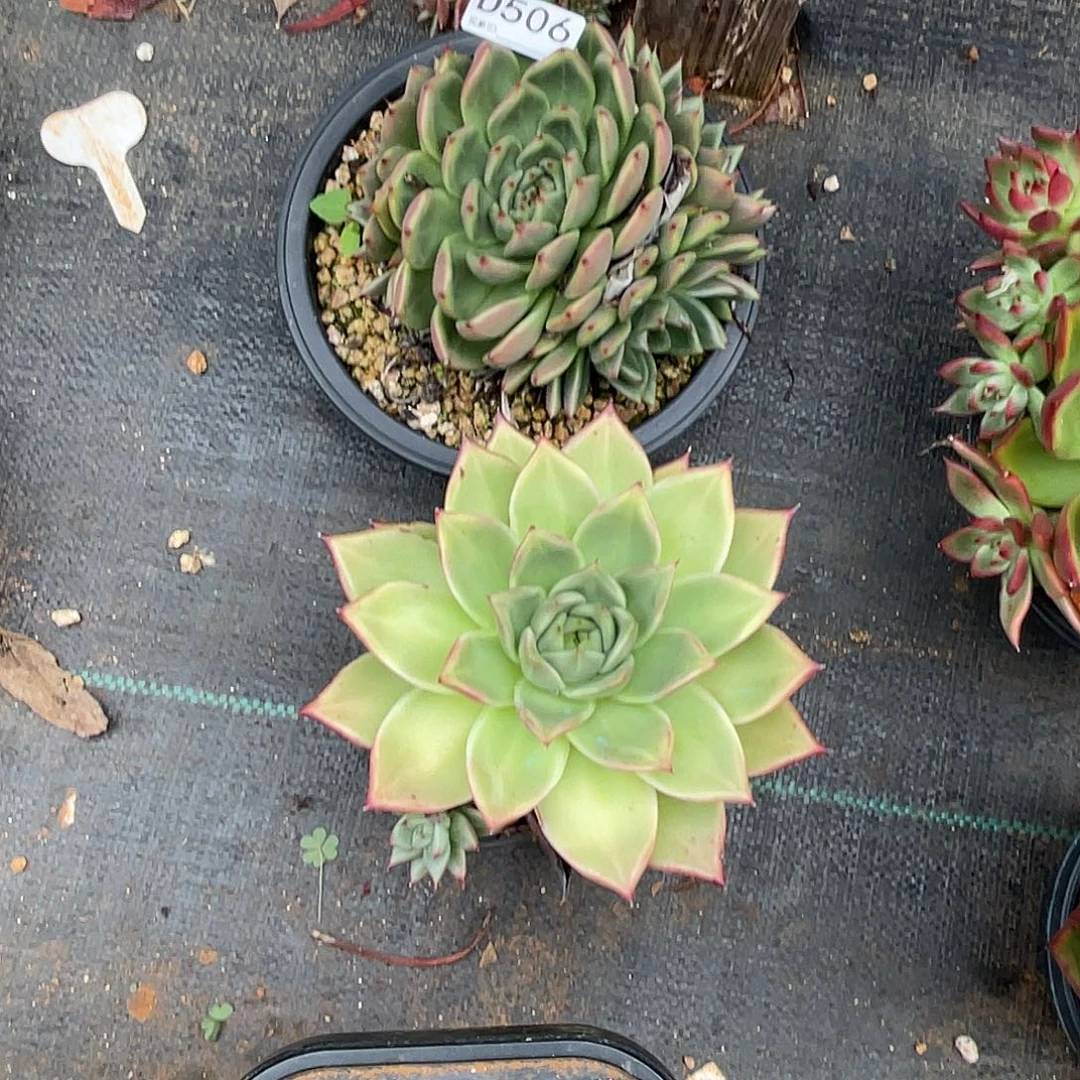 若如东云组拍D506