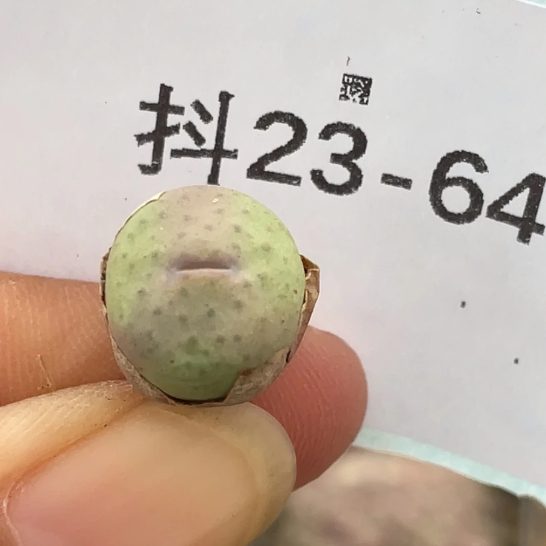 23-64奶油嘴多肉植物