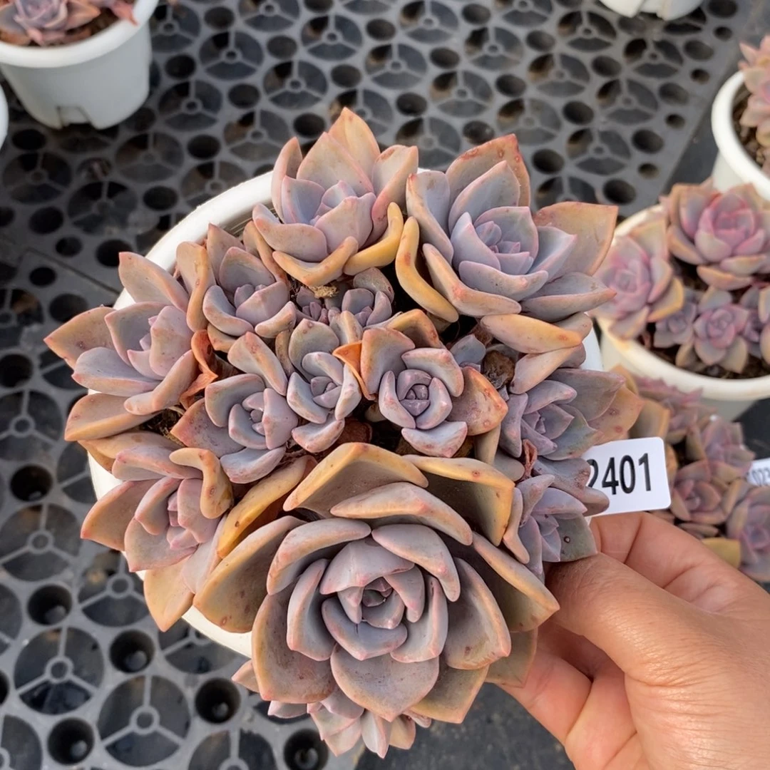 2401彩虹糖一物一拍