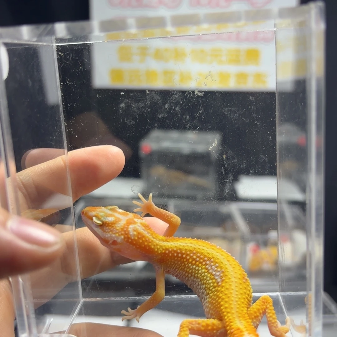 豹纹守宫川普白黄蜡笔