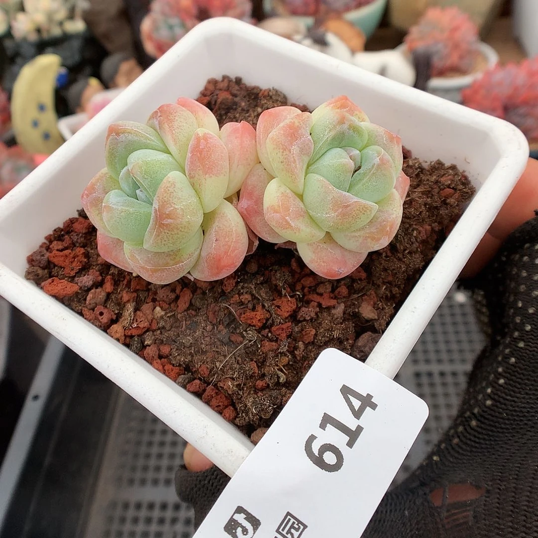 614冰玉多肉植物666