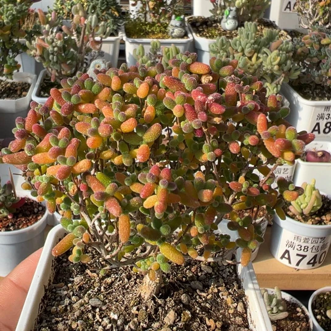 3-024枝干番杏多肉开播福利蜜橘小树七方盆老桩