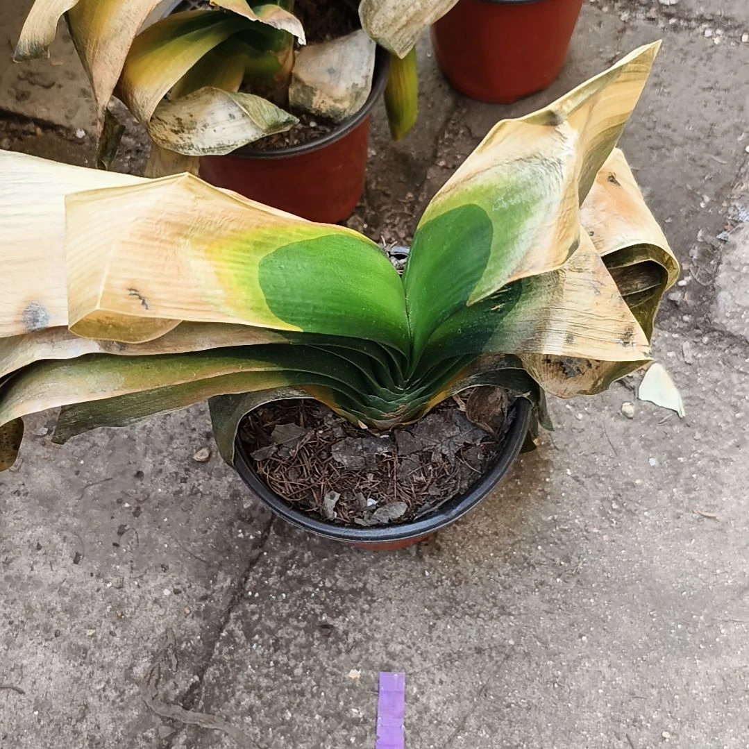 胜***利完全开放红衣残叶特惠一棵