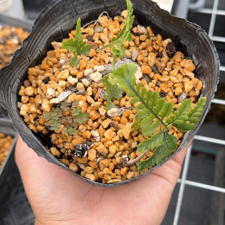 山野草草静山野草