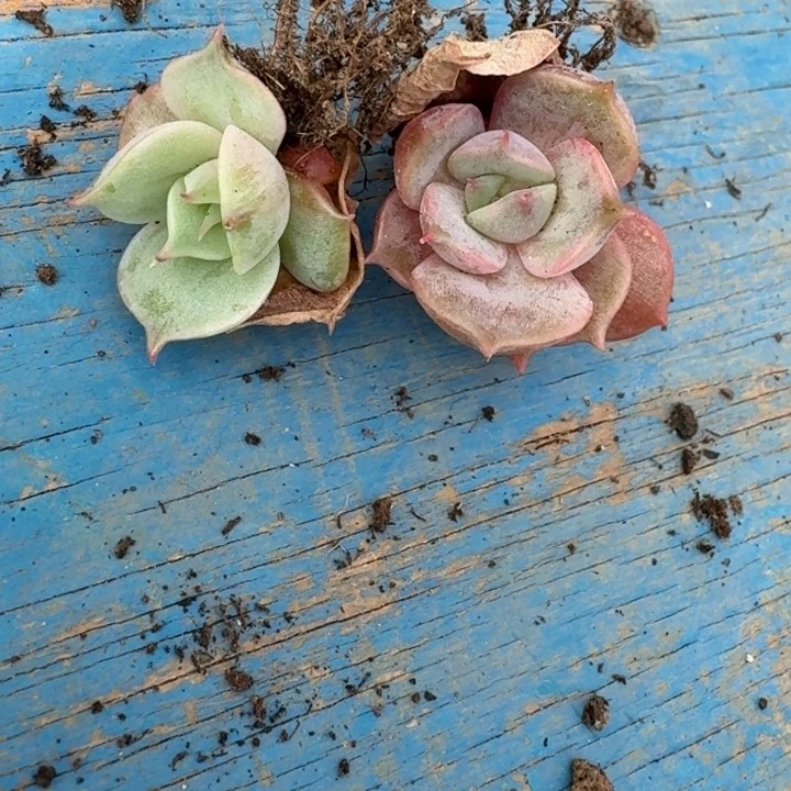 贝加尔湖一组潜力股