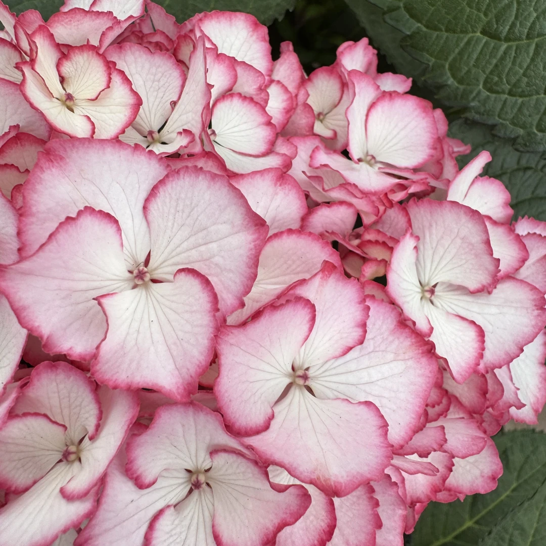 碎花裙绣球鲜切花云南龙元缤纷育种基地直发顺丰