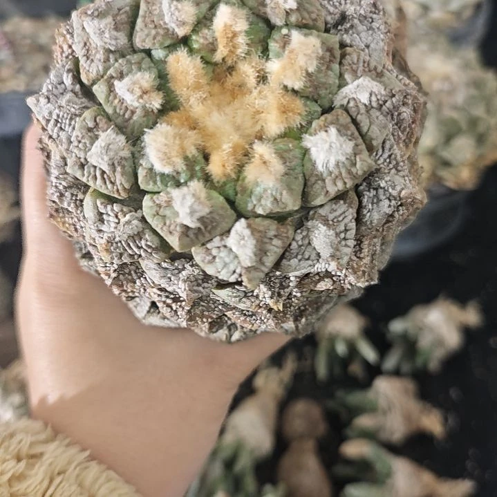 一物一拍，老家输入！！！仙人球
