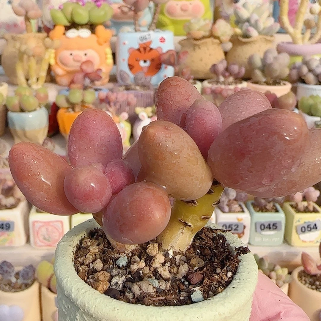 双头芒果奶 盆口4cm