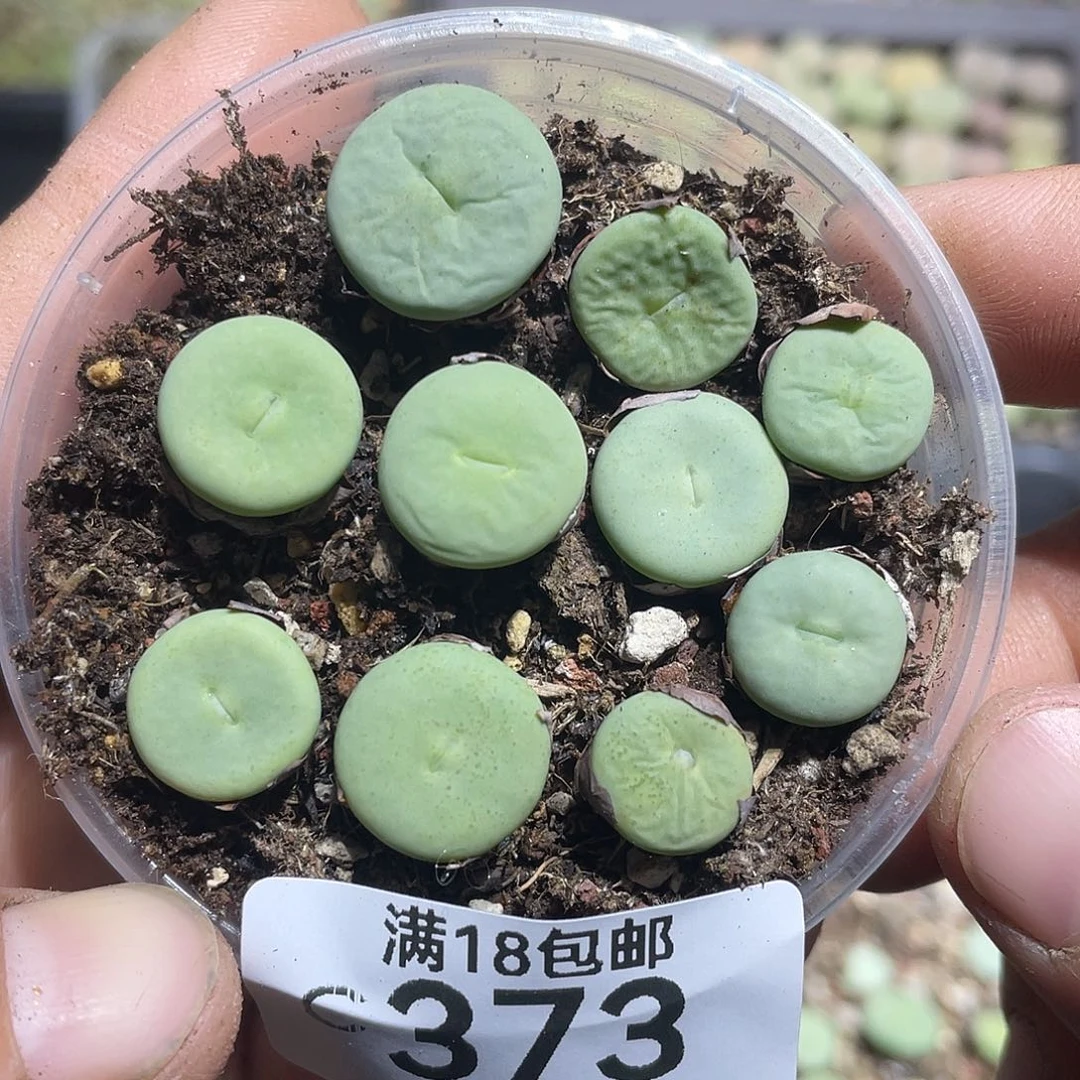 当天凑满十八元包邮373