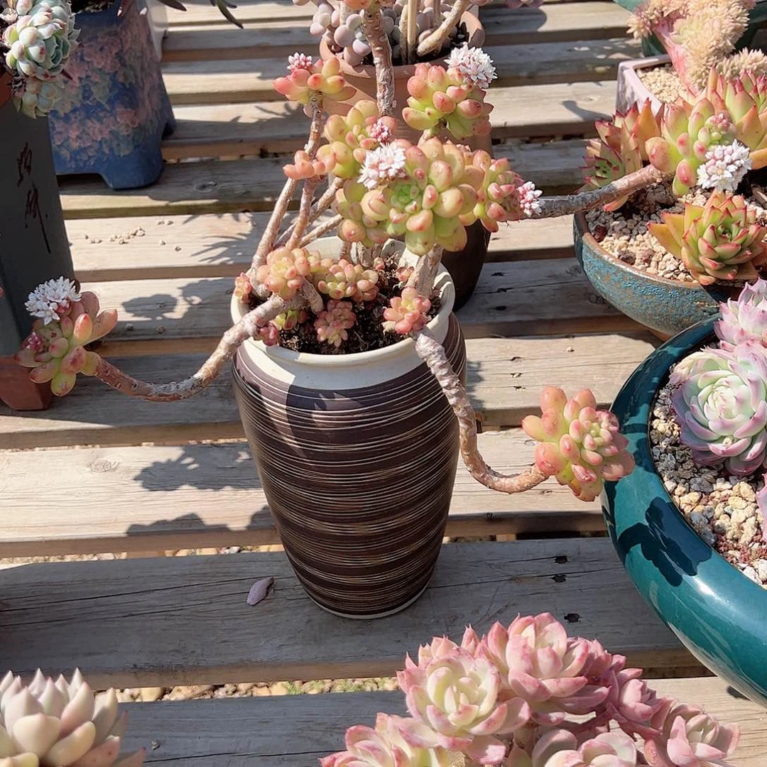 A*s香格里拉多肉植物脱土